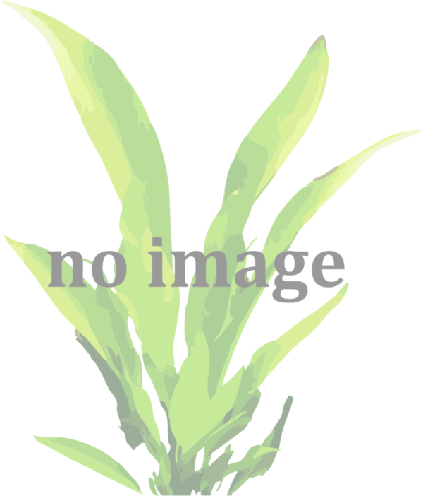 Mixy rostlin - Echinodorus, zelený štítek