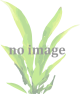 Předchozí