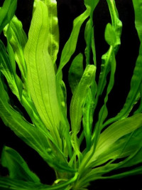 Echinodorus horemanii green