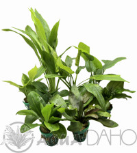 Echinodorus mix (zelený štítek)