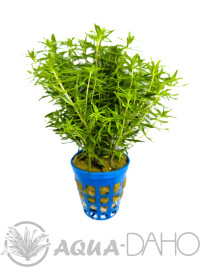Pogostemon erectus (deccanensis)