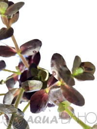 Bacopa salzmannii "Puple"