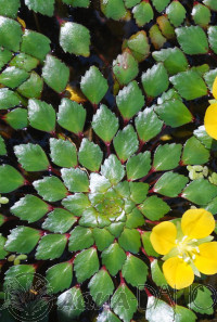 Ludwigia sedioides