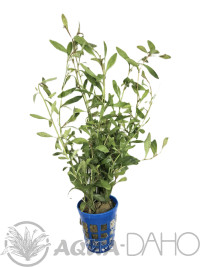 Samolus parviflorus red - em.