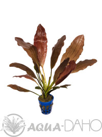 Echinodorus Red October