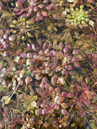 Ludwigia sedioides