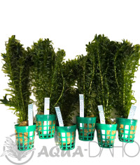 Egeria densa 5+1 zdarma