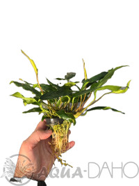 Anubias barteri var. glabra Variegated XL