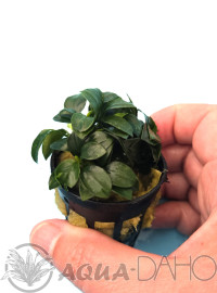 Anubias barteri var. Petite