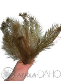 Myriophyllum matogrossense