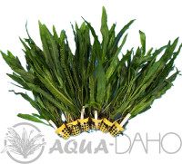 Microsorium pteropus XXL 5+1 zdarma