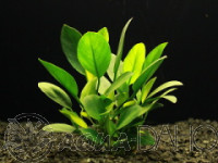 Anubias barteri var. Petite