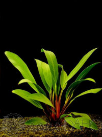 Anubias afzelii