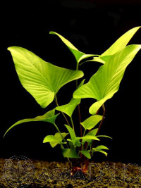 Anubias hastifolia
