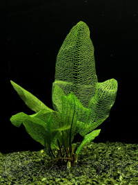 Aponogeton madagascariensis