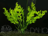 Aponogeton ulvaceus hlíza