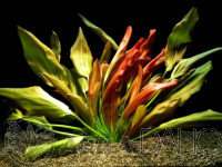 Echinodorus Beauty Red-XXL