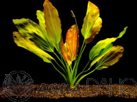 Echinodorus osiris-XXL