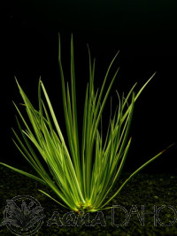 Acorus decoratus T