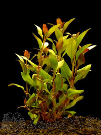 Alternanthera reineckii