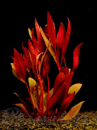 Alternanthera rubra