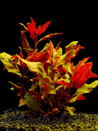 Alternanthera splendens