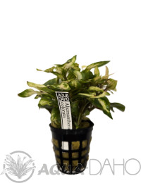 Alternanthera colorata