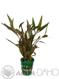 Alternanthera reineckii "Mini"