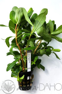 Ammania gracilis
