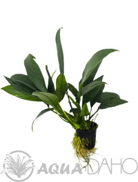Anubias lanceolata