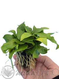 Anubias nana "Golden"XL