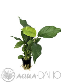 Anubias heterophylla