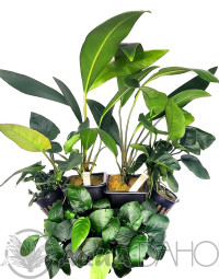 Anubias kolekce 5+1 zdarma