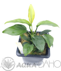 Anubias barteri "Tea leaf"