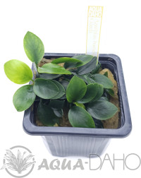 Anubias barteri "Gimli"