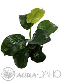 Anubias barteri var. barteri Broad leaf