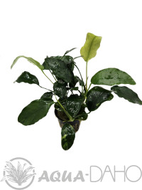 Anubias barteri var. barteri Oriental green