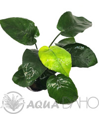 Anubias barteri var. barteri