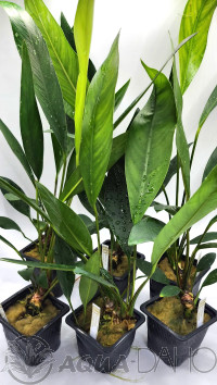 Anubias congensis 5+1 zdarma