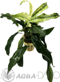 Anubias barteri var. glabra Variegated