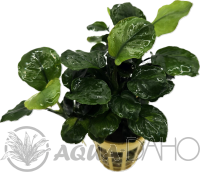 Anubias barteri "Golden coin leaf"