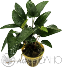 Anubias gracilis