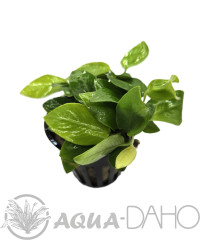 Anubias nana "Golden"