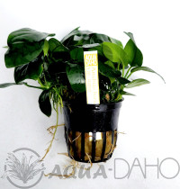 Anubias barteri var. nana