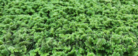 Azolla filiculoides - box