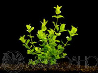 Bacopa amplexicaulis