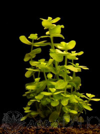 Bacopa lanigera