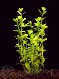 Bacopa monniera