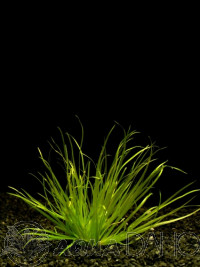 Blyxa japonica