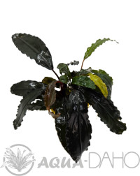 Bucephalandra Alamanda